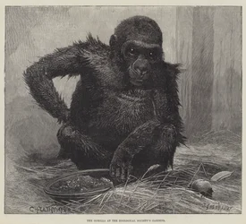 Goryl w ogrodach Towarzystwa Zoologicznego